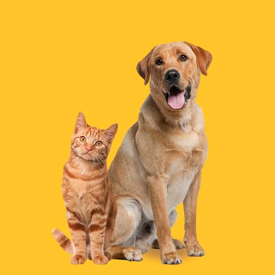 Dogs and cats